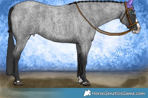Horse Color:Blue Roan Splash 