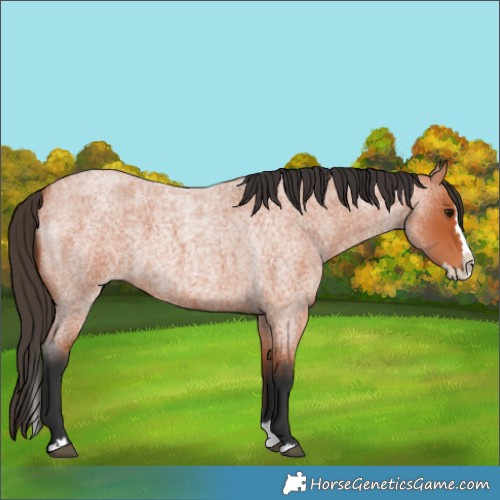 Horse Color:Bay Roan Splash 