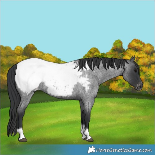 Horse Color:Blue Roan Tobiano Appaloosa 