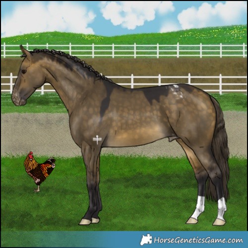 Horse Color:Buckskin Dun Snowcap 
