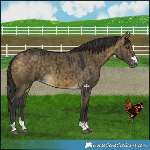 Horse Color:Buckskin Dun Varnish Brindle 
