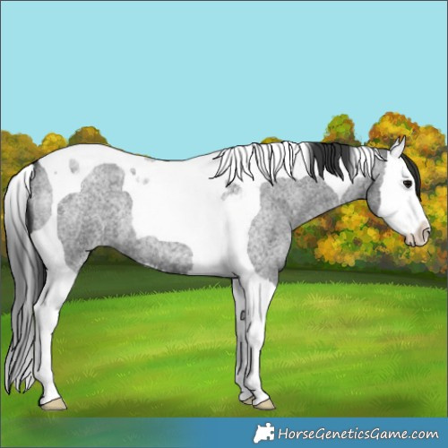 Horse Color:Blue Roan Splash Tobiano 