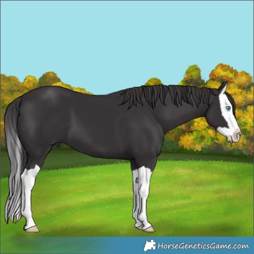 Horse Color:Smoky Black Splash 