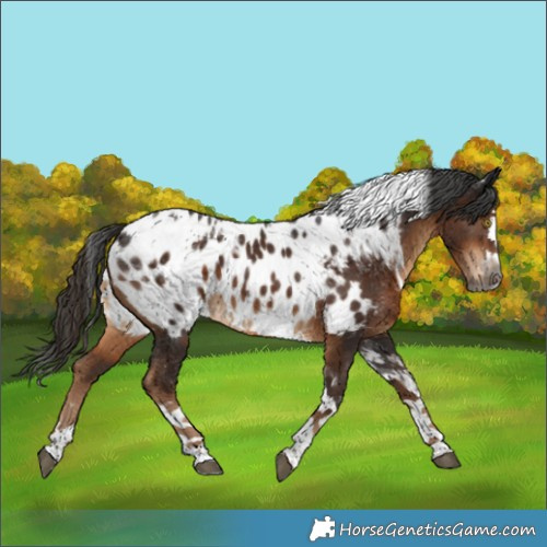 Horse Color:Gray Liver Chestnut Splash Tobiano Appaloosa