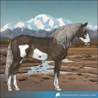 Horse Color:Silver Buckskin Frame