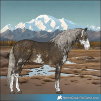 Horse Color:Silver Buckskin Sabino Tobiano and Silver Buckskin Sabino