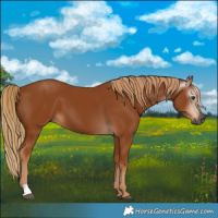 Horse Color:Gray Chestnut