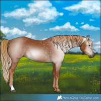 Horse Color:Gray Chestnut 