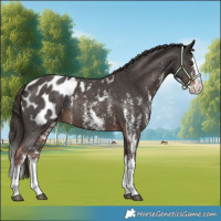 Horse Color:Liver Chestnut Sabino Splash Blanket  and Liver Chestnut Sabino Splash Blanket 