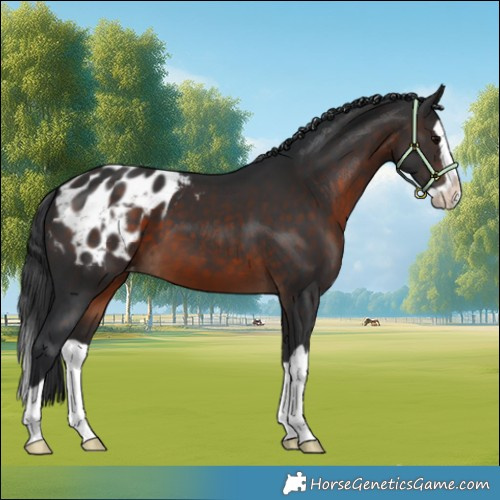 Horse Color:Brown Splash Blanket 