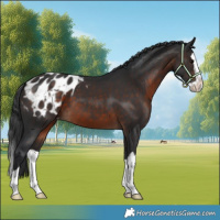 Horse Color:Brown Splash Blanket 
