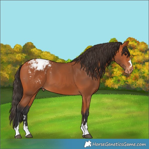 Horse Color:Bay Appaloosa 