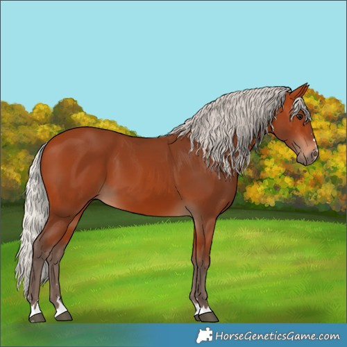 Horse Color:Silver Bay 