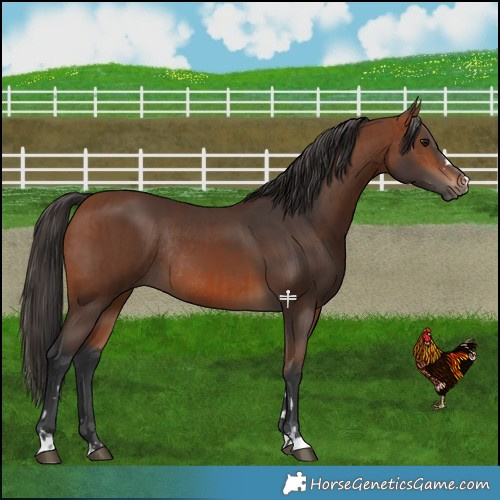 Horse Color:Bay Rabicano and Bay Rabicano