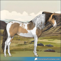 Horse Color:Buckskin Tobiano Frame