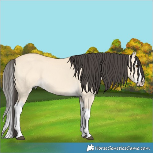 Horse Color:Buckskin Dun Splash 