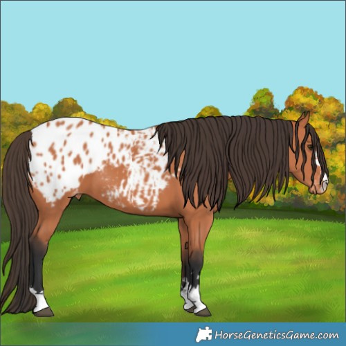 Horse Color:Bay Appaloosa 