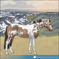Horse Color:Brown Dun Tobiano Skewed LP Spotted Rabicano 
