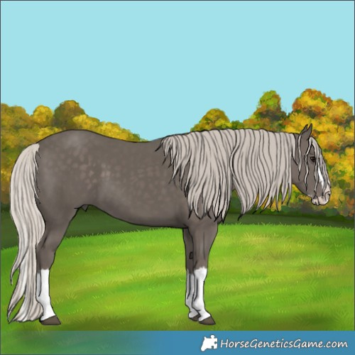 Horse Color:Silver Black Splash 