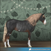Horse Color:Liver Chestnut Rabicano 