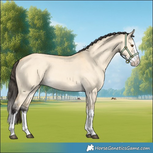 Horse Color:Buckskin Dun Splash 