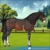 Horse Color:Brown Sabino Rabicano 