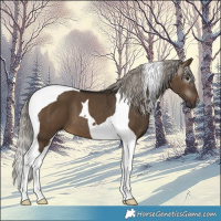 Horse Color:Gray Silver Brown Dun Tobiano 