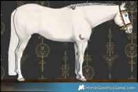 Horse Color:Cremello Dun Splash 