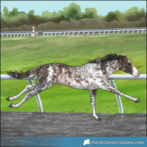 Horse Color:Liver Chestnut Sabino Splash Appaloosa  and Brown Sabino Splash Appaloosa 