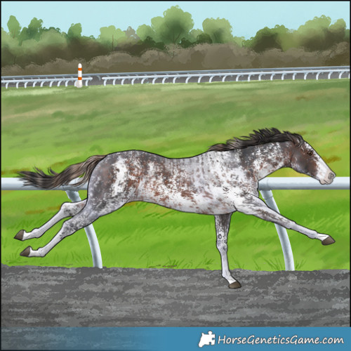 Horse Color:Liver Chestnut Sabino Splash Varnish  and Brown Sabino Splash Varnish 