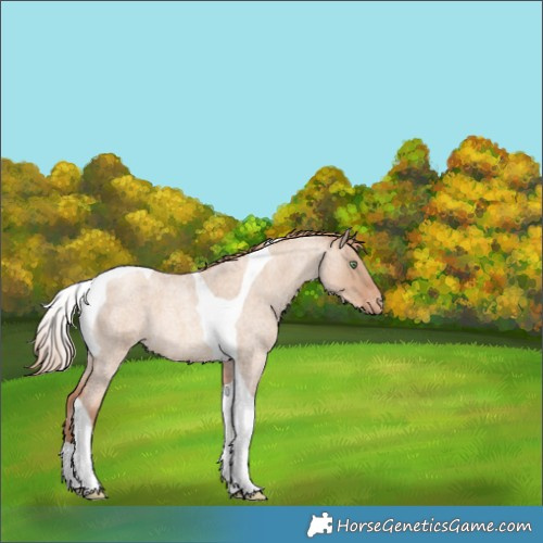 Horse Color:Gold Champagne Roan Dun Tobiano Varnish