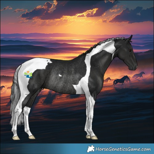 Horse Color:Gray Black Tobiano Rabicano 