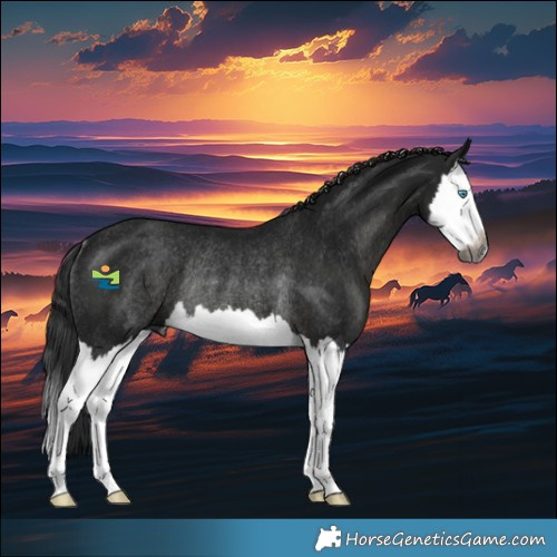 Horse Color:Gray Black Splash Rabicano 