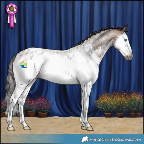 Horse Color:Gray Brown Roan Splash Appaloosa Rabicano  and Bay Roan Splash Appaloosa 