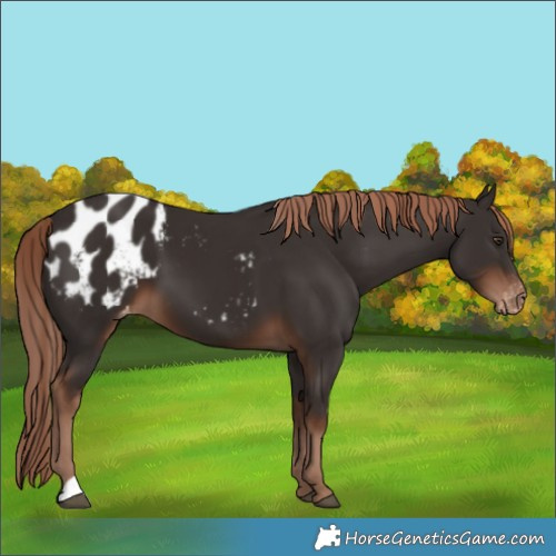 Horse Color:Liver Chestnut Blanket 