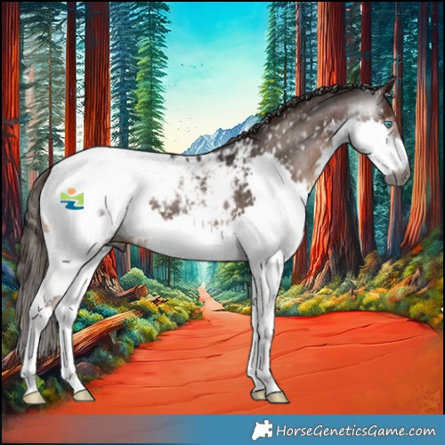 Horse Color:Gray Liver Chestnut Sabino Splash Appaloosa