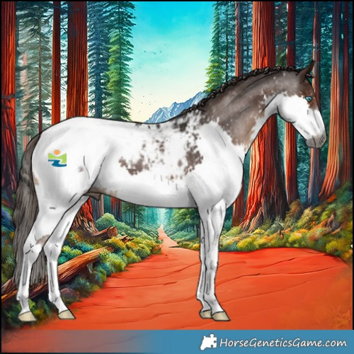Horse Color:Gray Liver Chestnut Sabino Splash Appaloosa 