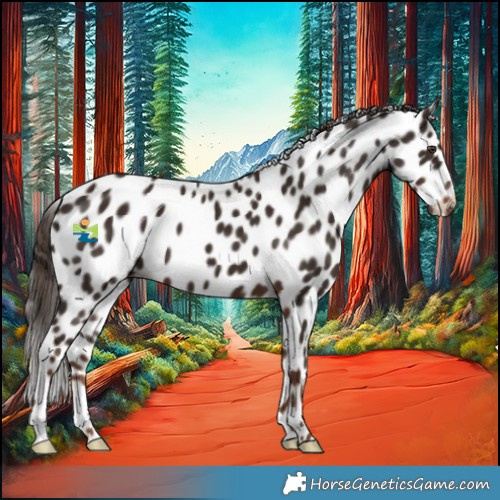 Horse Color:Liver Chestnut Appaloosa 