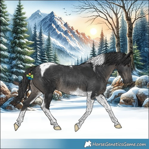 Horse Color:Black Tobiano Rabicano 
