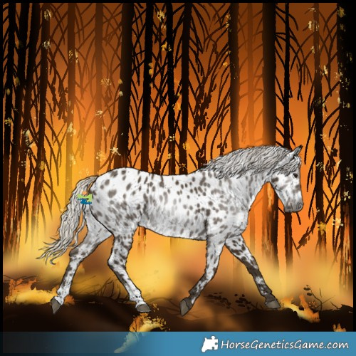 Horse Color:Gray Silver Smoky Black Sabino Near Leopard 