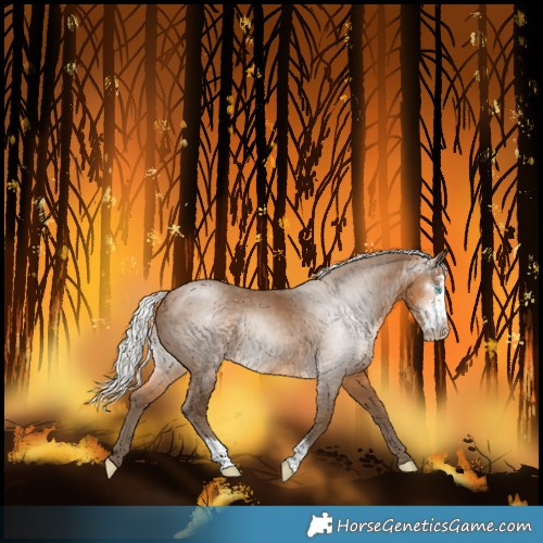 Horse Color:Gray Silver Perlino Sabino 