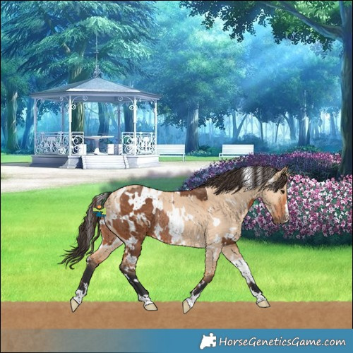 Horse Color:White Spotted Bay Splash Rabicano  and White Spotted Bay Dun Rabicano 