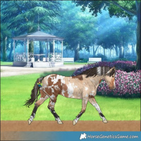 Horse Color:White Spotted Bay Splash Rabicano  and White Spotted Bay Dun Rabicano 