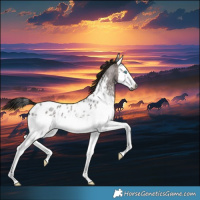 Horse Color:Gray Bay Roan Splash Near Leopard