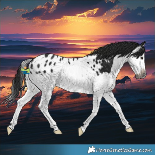 Horse Color:Gray Black Splash Appaloosa 