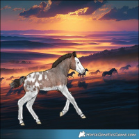 Horse Color:Bay Roan Splash Appaloosa
