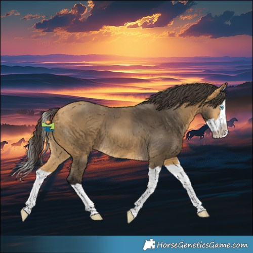 Horse Color:Buckskin Splash 