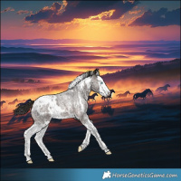 Horse Color:Gray White Spotted Bay Roan Splash Appaloosa