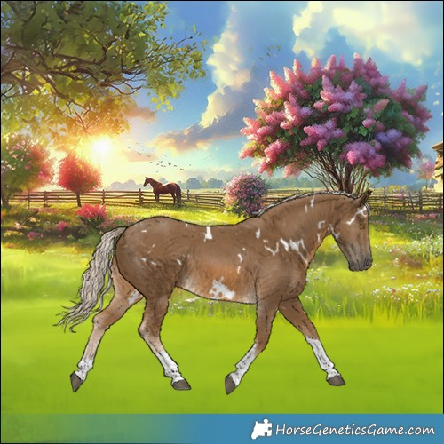 Horse Color:White Spotted Chocolate Palomino Tobiano Rabicano 