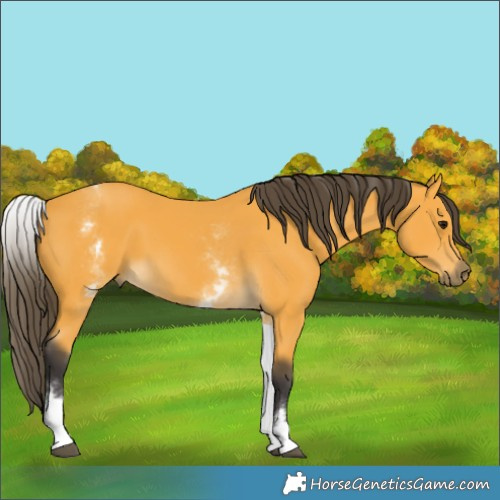 Horse Color:White Spotted Buckskin 